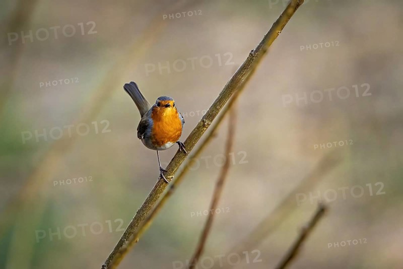 A robin sits on a thin branch, surrounded by a blurred natural background, The robin (Erithacus rubecula)