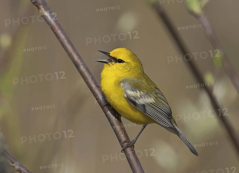 Blue-winged Warbler (Vermivora cyanoptera) singing, Ohio, USA