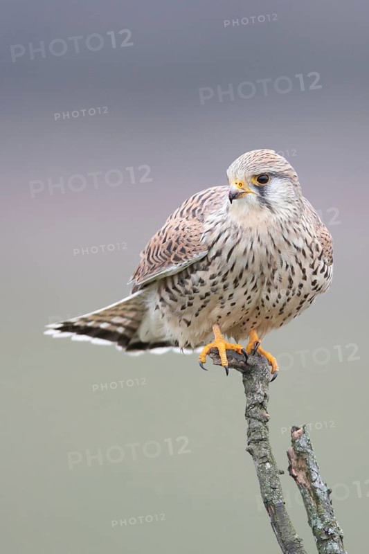 Common Kestrel (Falco tinnunculus) female perched on a branch, North Rhine-Westphalia, Germany