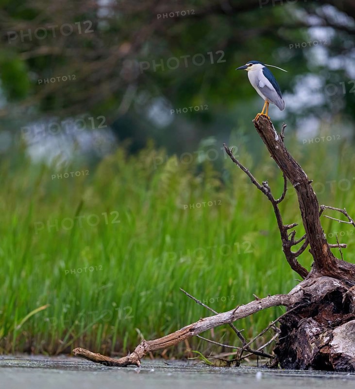 Black-crowned black crowned night heron (Nycticorax nycticorax), Bihoreau gris, HÈron bihoreau, Martinete Com?n, Ayn Razat, Salalah, Dhofar, Oman