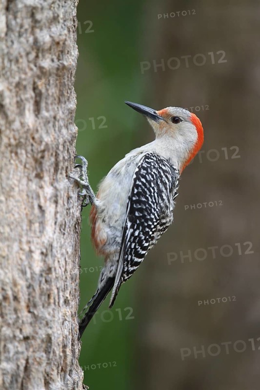 Red-bellied Woodpecker (Melanerpes carolinus) female, Florida, USA