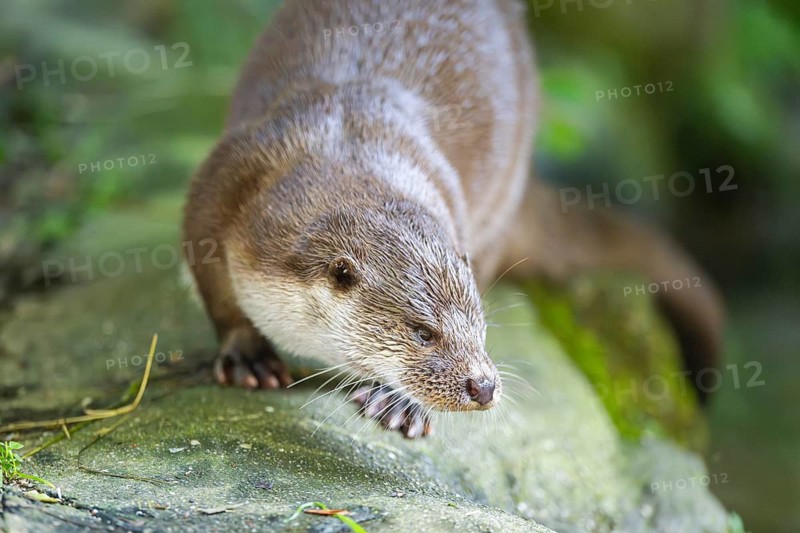 Eurasian otter (Lutra lutra) walking on a rock, Bavaria, Germany