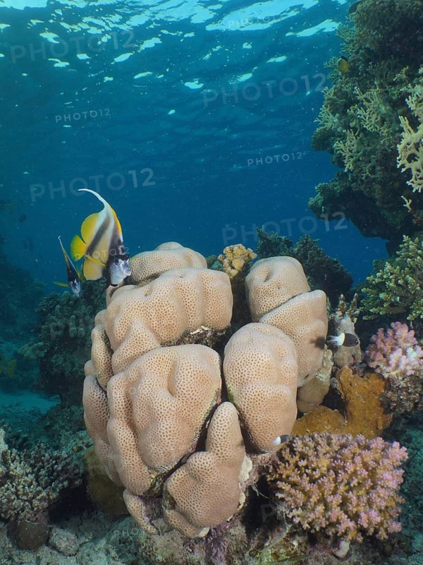 Edwards star coral (Goniastrea edwardsi)