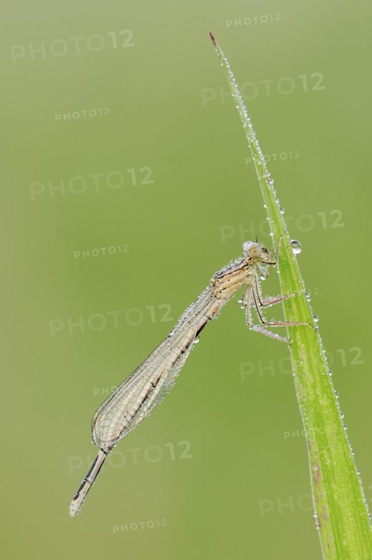 White-legged damselfly (Platycnemis pennipes), female, North Rhine-Westphalia, Germany