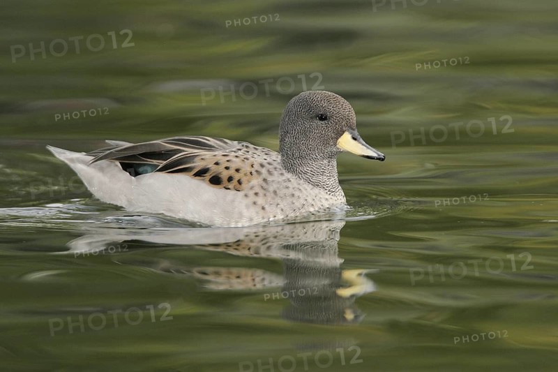 Yellow-billed Teal (Anas flavirostris), Arizona, USA