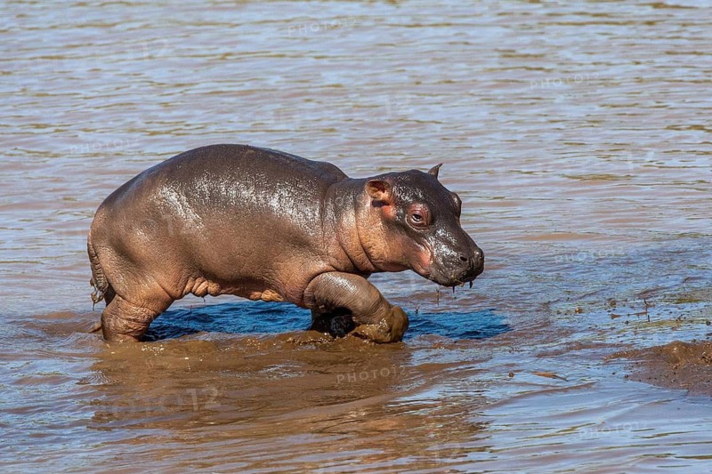 Young hippopotamus (Hippopotamus amphibius) juvenile, Africa, Kenya, Masai Mara