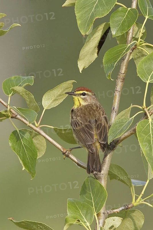 Palm Warbler (Setophaga palmarum palmarum), Saskatchewan, Canada