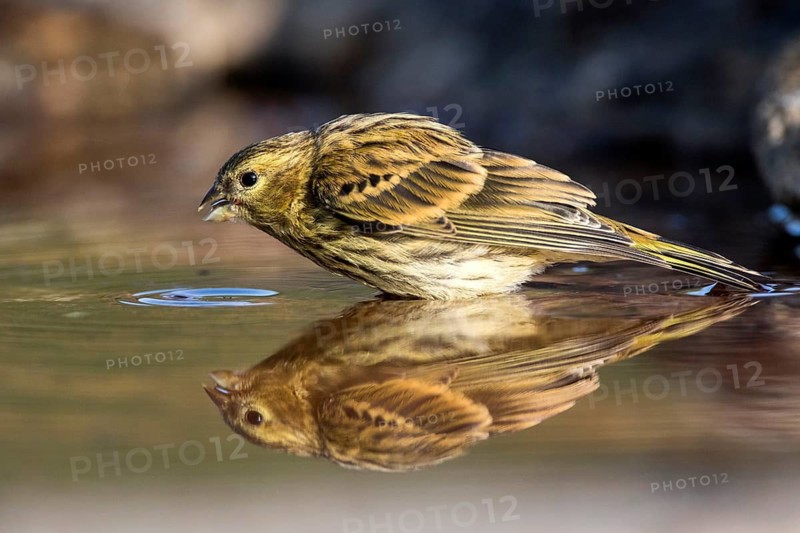 European Serin (Serinus serinus) female drinking at a waterhole, Castile and Leon, Spain