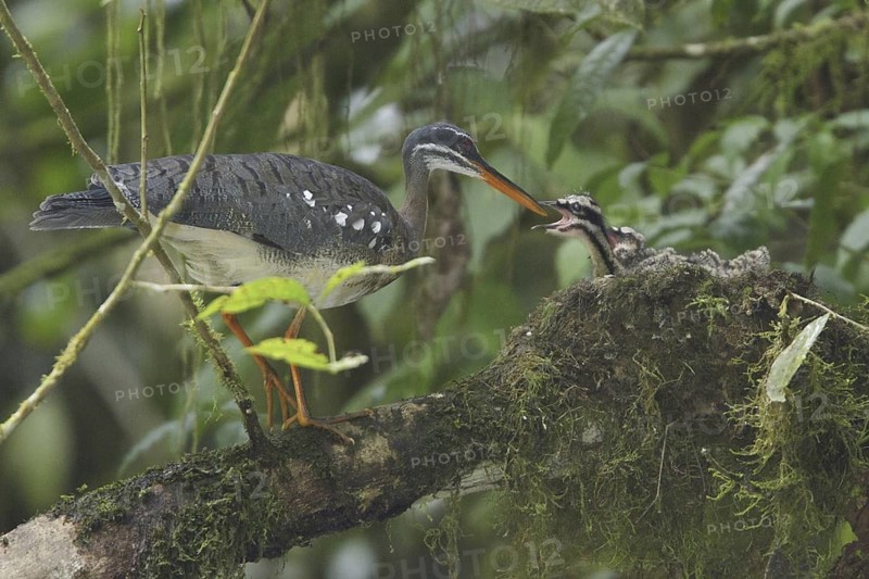 Sunbittern (Eurypyga helias) chick, Costa Rica