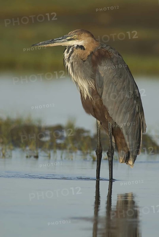 Goliath Heron (Ardea goliath), Ethiopia