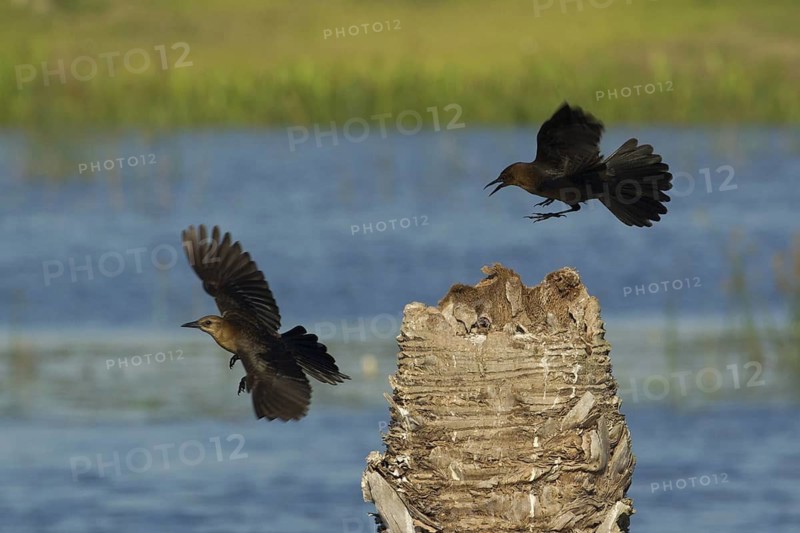 Boat-tailed Grackle (Quiscalus major) at nest, Florida, USA