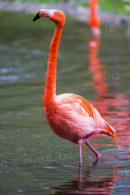 American or Caribbean Flamingo (Phoenicopterus ruber ruber), adult bird, found in the Caribbean and South America, captive, Germany
