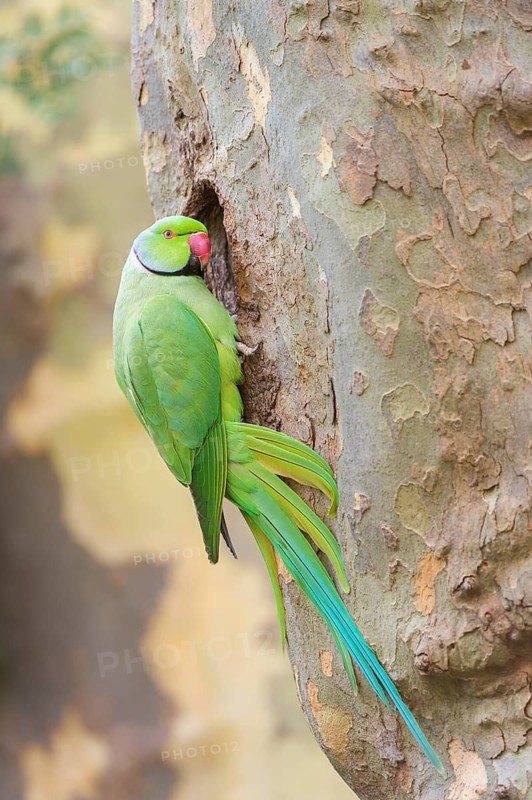 Rose-ringed Parakeet (Psittacula krameri) male at nesting hole, Hesse, Germany