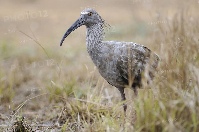 Plumbeous Ibis (Theristicus caerulescens) foraging, Pantanal, Brazil