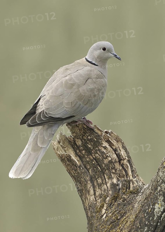 Eurasian Collared Dove (Streptopelia decaocto), Canada
