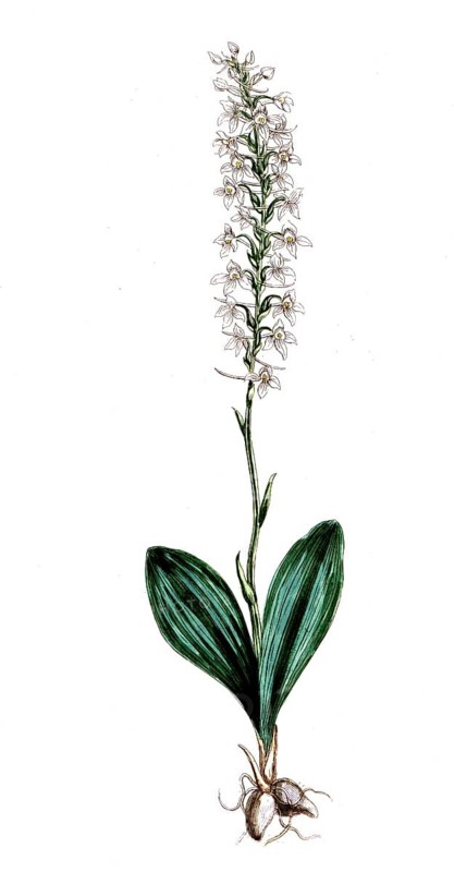 Ulmus campestris, field elm, digital reproduction of a historical model, between 1790 and 1810
