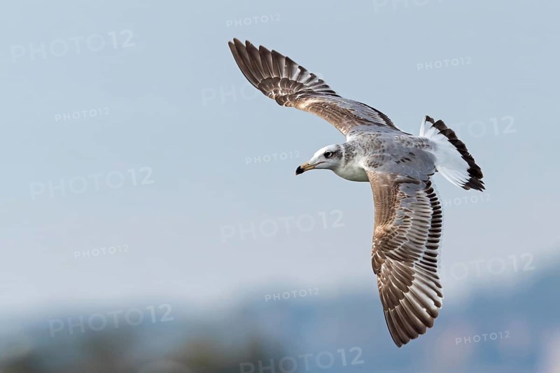 Herring gull, (Ichthyaetus ichthyaetus) Syn: (Larus ichthyaetus), Animals, Birds, Gulls, Seagull, Aerial view, Israel