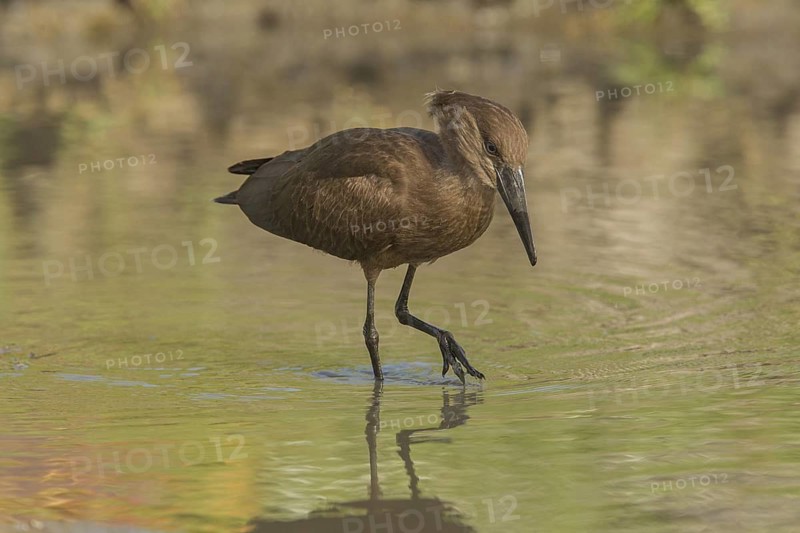 Hamerkop (Scopus umbretta), Gambia