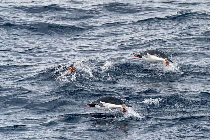 Gentoo penguins (Pygoscelis papua), three animals swimming through the waves, dolphin swimming, Gerlache Strait, Antarctica