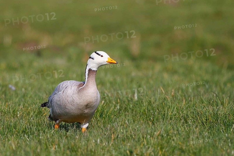 Bar-headed Goose (Anser indicus), Netherlands