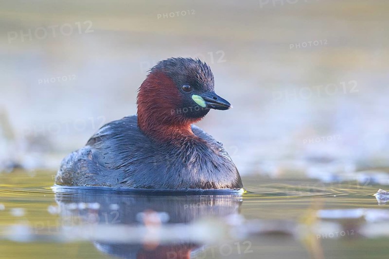 Little Grebe (Tachybaptus ruficollis), North Rhine-Westphalia, Germany