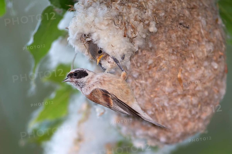 Eurasian Penduline Tit (Remiz pendulinus) female feeds chick in nest, Saxony-Anhalt, Germany