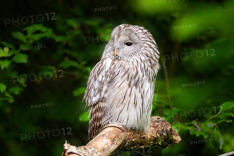 Ural owl (Strix uralensis) sitting on a branch, Bavaria, Germany