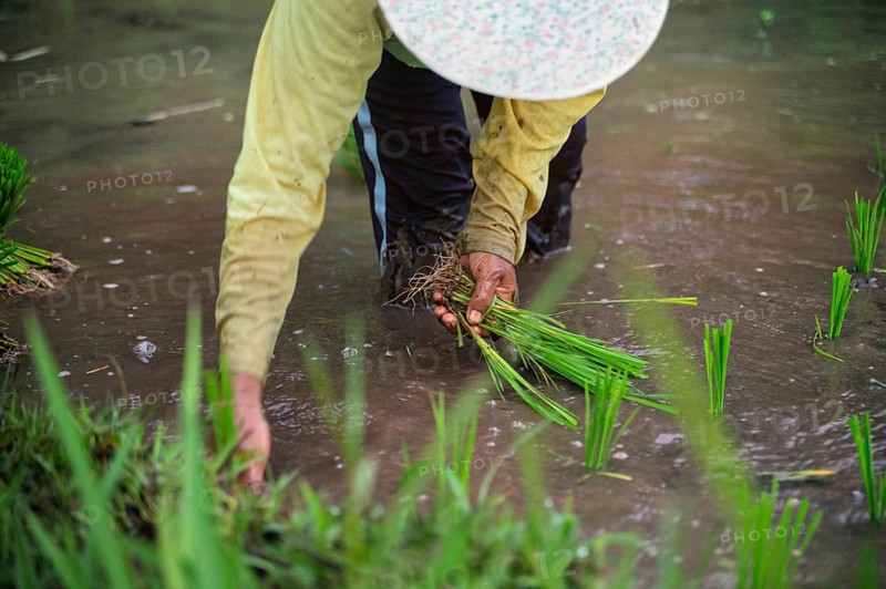 Close-up of a farmer's hands planting rice seedlings in a watery field in Indonesia. The image captures the essence of traditional agriculture and rural life