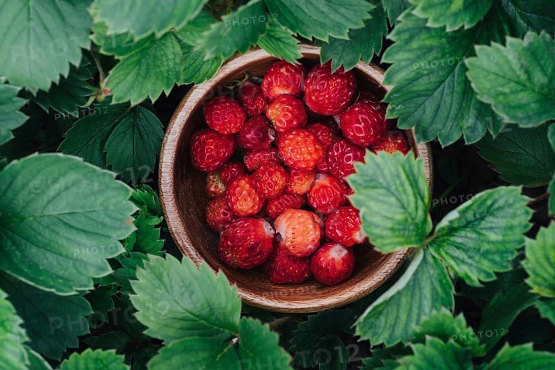 A wooden bowl filled with freshly picked strawberries nestled among vibrant green leaves. The color contrast highlights the freshness and natural appeal of the fruit
