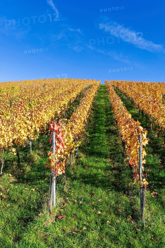 Vineyard in autumn with yellow vines under a clear blue sky, Strümpfelbach, Rems Valley, Baden-Württemberg, Germany