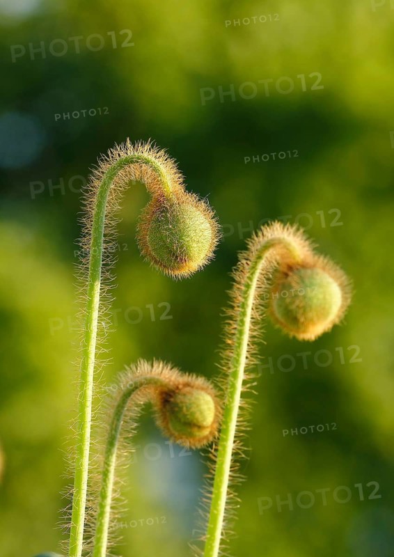 Iceland poppy (Papaver nudicaule), buds, in the evening light, North Rhine-Westphalia, Germany