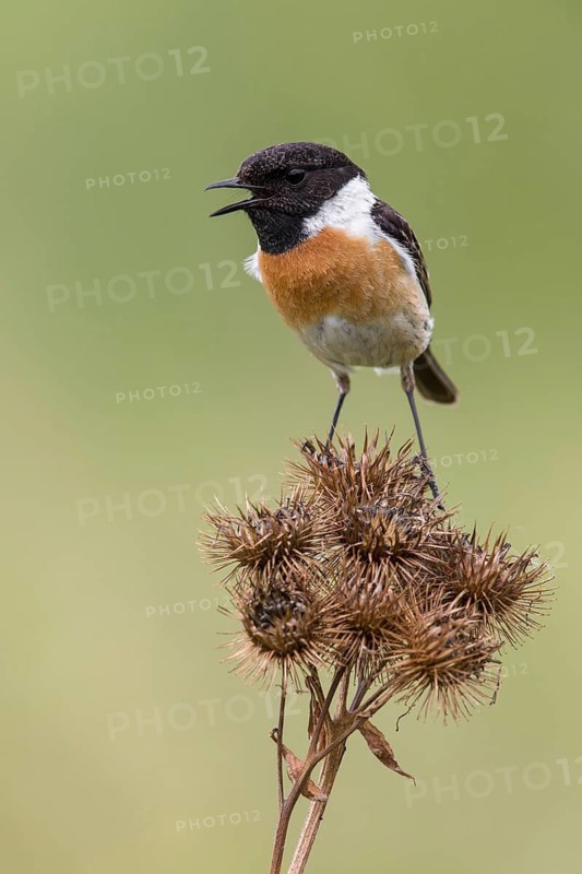 European Stonechat (Saxicola rubicola) male perched on a branch, Poland