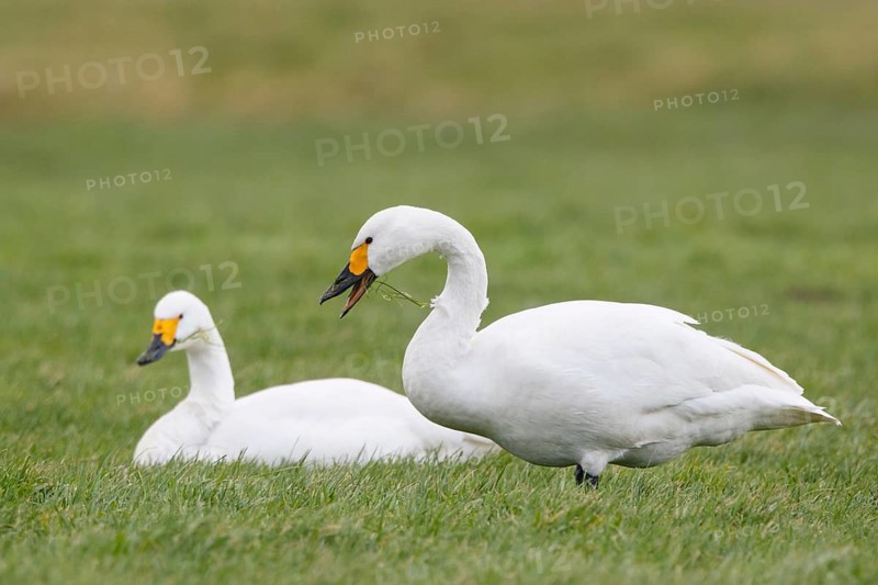 Tundra Swan (Cygnus columbianus bewickii), Netherlands