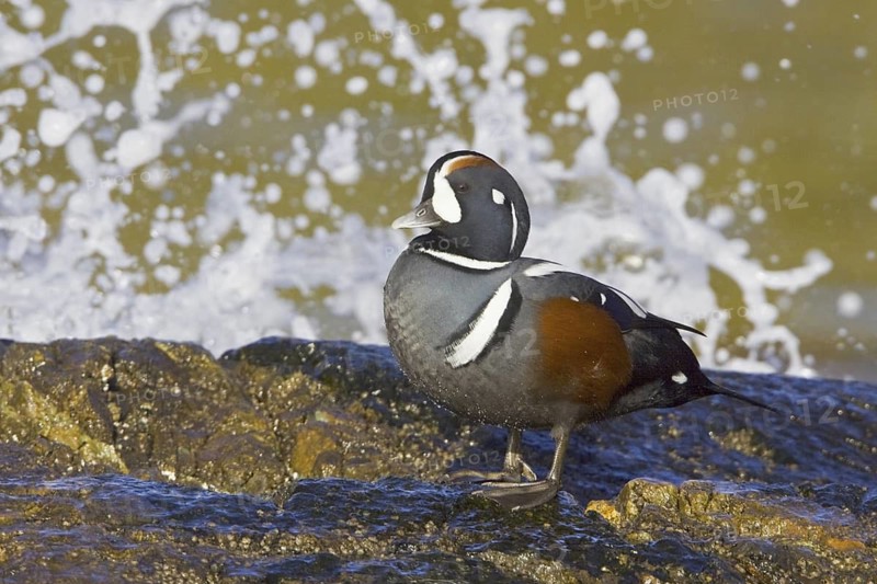 Harlequin Duck (Histrionicus histrionicus) male, British Columbia, Canada