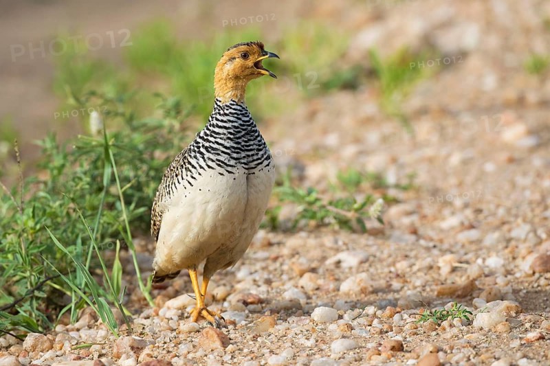 Coqui Francolin (Peliperdix coqui) male, Serengeti, Tanzania