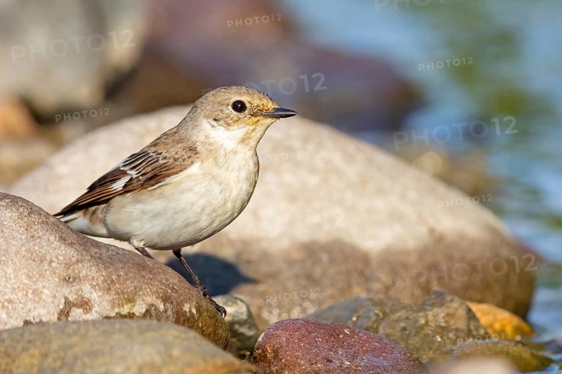 Collared flycatcher, (Ficedula albicollis), family of flycatchers Lesbos Island, Lesbos, Greece