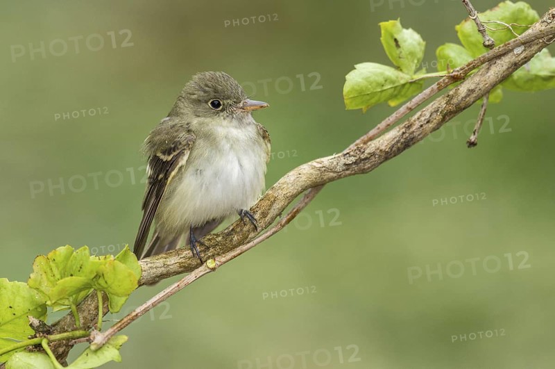 Acadian Flycatcher (Empidonax virescens) perched on a branch, Texas, USA