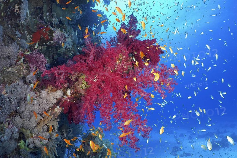 Klunzinger's tree coral (Dendronephthya klunzingeri)