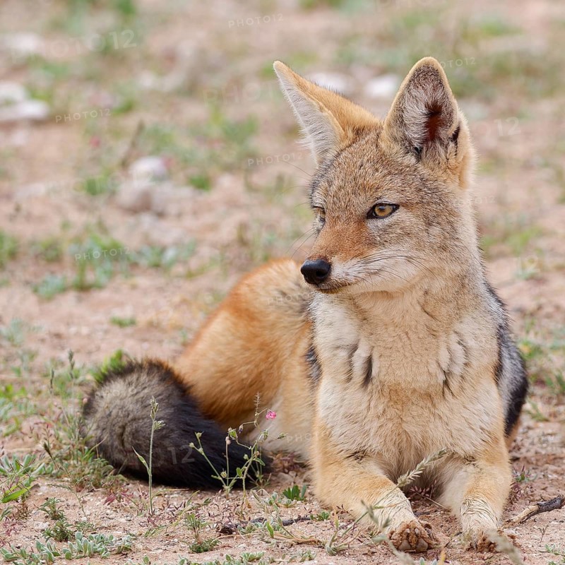 Black-backed jackal (Lupulella mesomelas), adult animal, lying in the grassland, alert, animal portrait, Kgalagadi Transfrontier Park, Northern Cape, South Africa