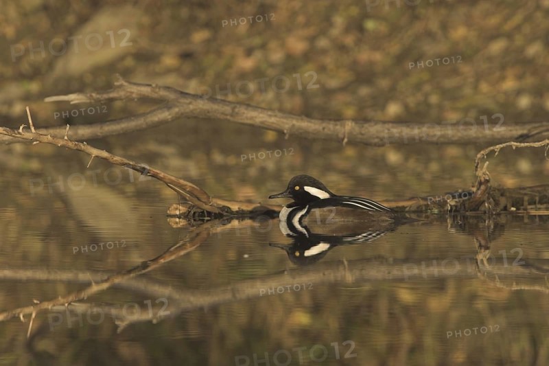 Hooded Merganser (Lophodytes cucullatus) male, British Columbia, Canada