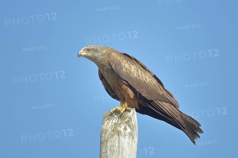 Red kite (Milvus milvus) sitting on a pole, Malpartida de Plasencia, Monfragüe, Extremadura, Spain