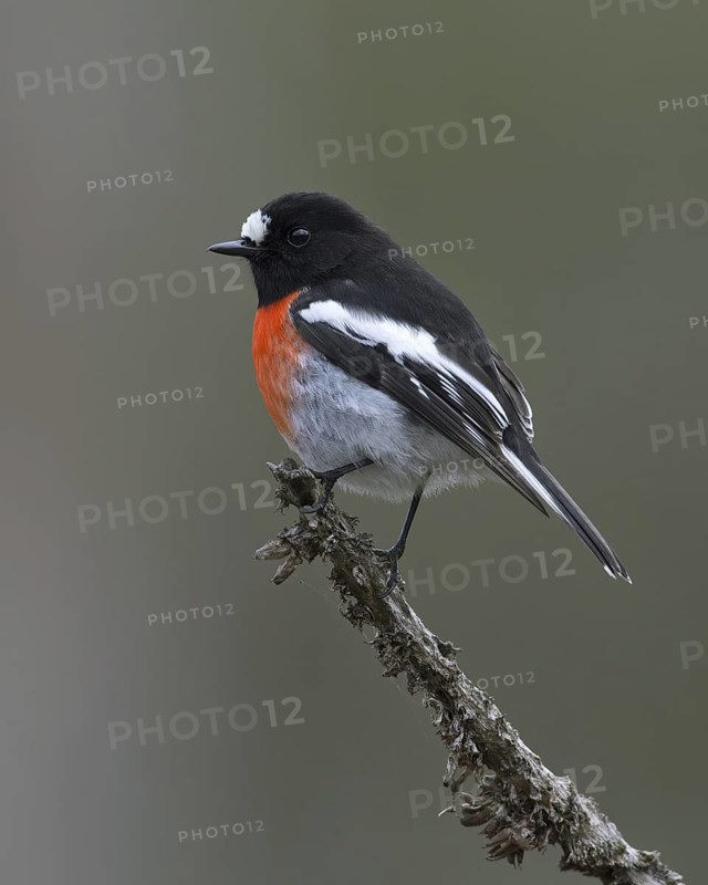 Scarlet Robin (Petroica boodang) male, Victoria, Australia