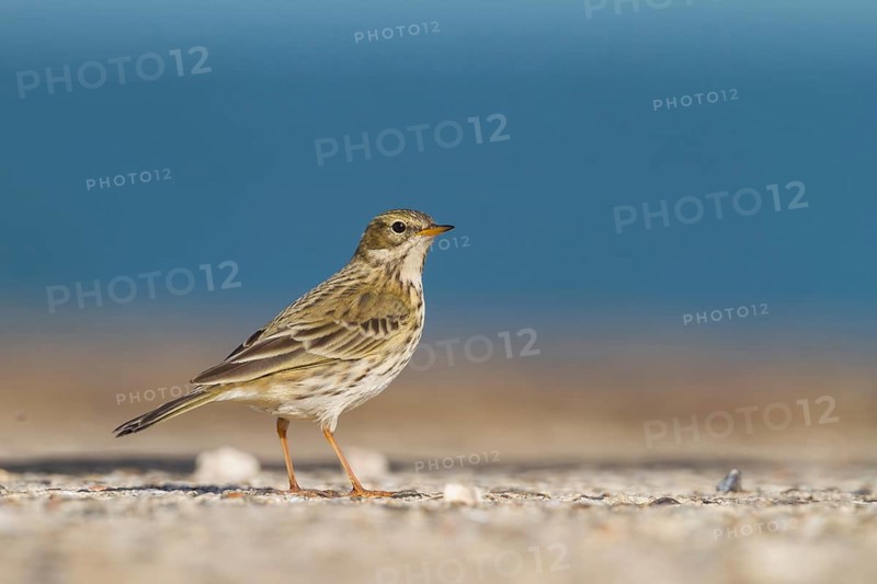 Meadow Pipit - Wiesenpieper - Anthus pratensis ssp. pratensis, Germany