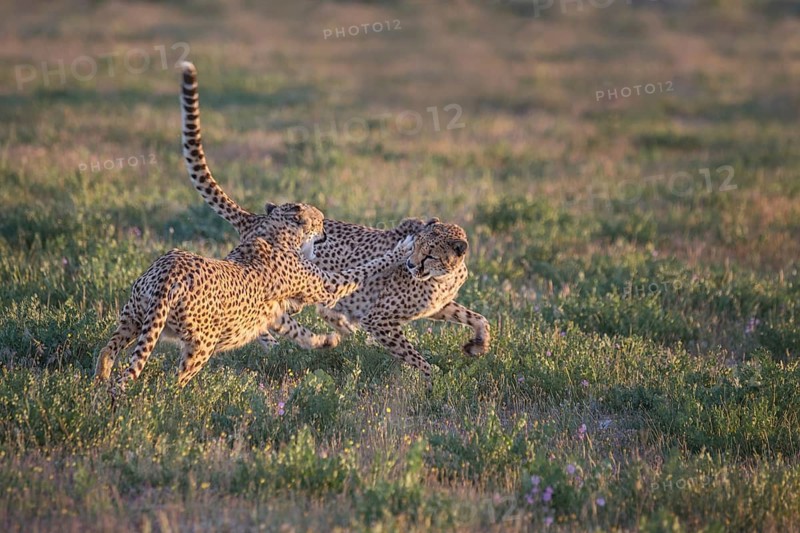 Cheetah (Acinonyx jubatus) two females fighting, Castile-La Mancha, Spain