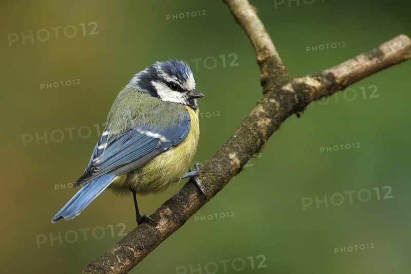 Eurasian Blue Tit (Cyanistes caeruleus), Utrecht, Netherlands