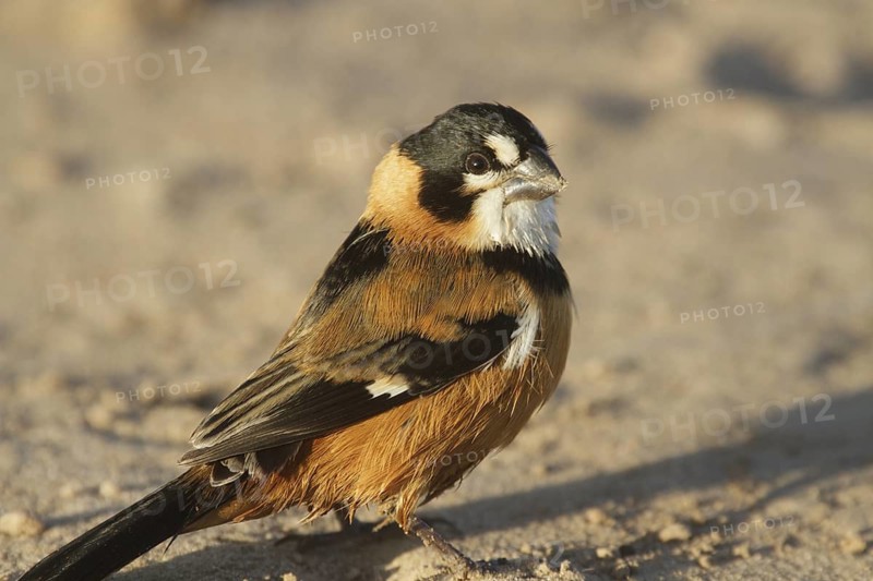 Rusty-collared Seedeater (Sporophila collaris melanocephala) male, Corrientes, Argentina