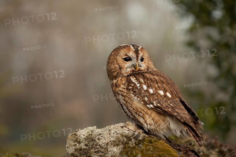 Tawny Owl (Strix aluco) captive, perched on a stump, Germany