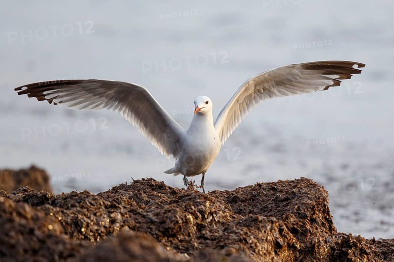 Audouin's Gull (Ichthyaetus audouinii) flapping, Spain