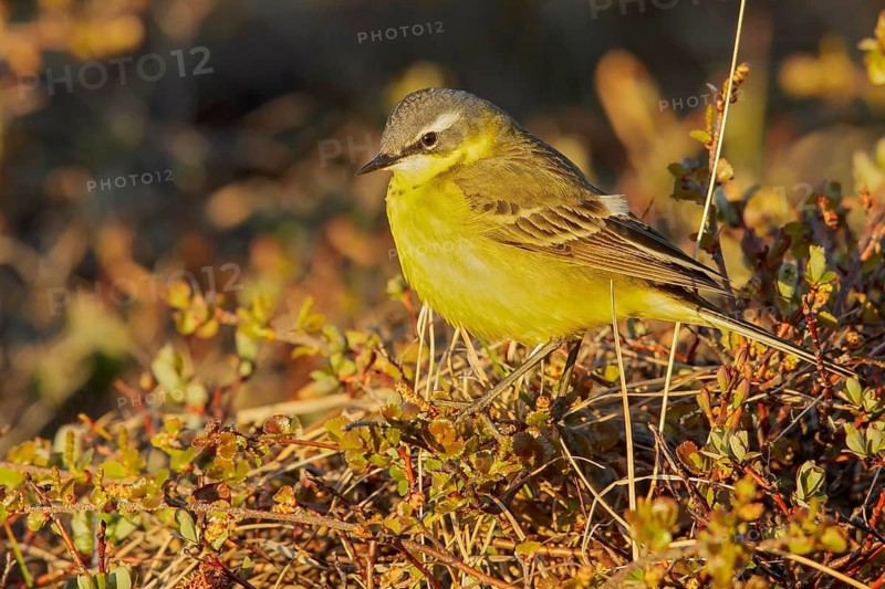 Eastern Yellow Wagtail (Motacilla tschutschensis) perched on the tundra in Nome, Alaska