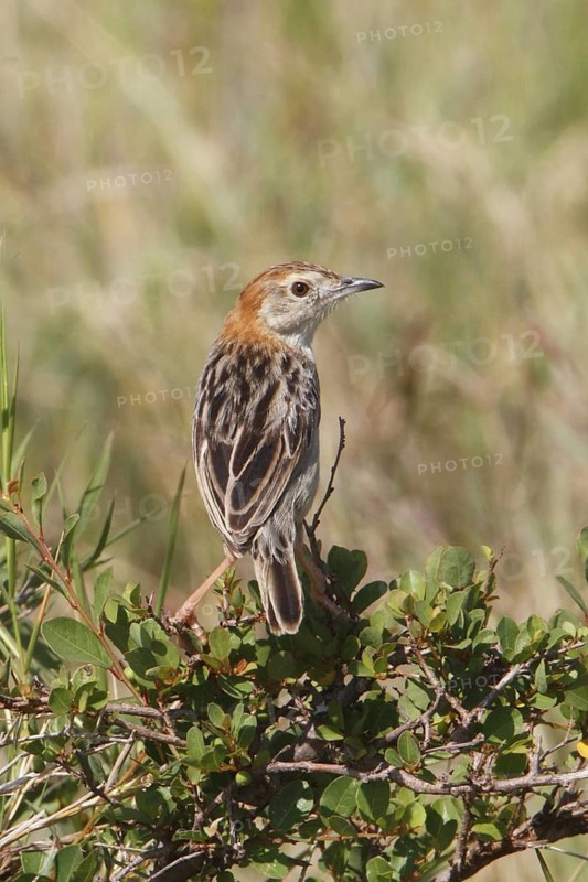 Stout Cisticola (Cisticola robustus), Masai Mara, Kenya